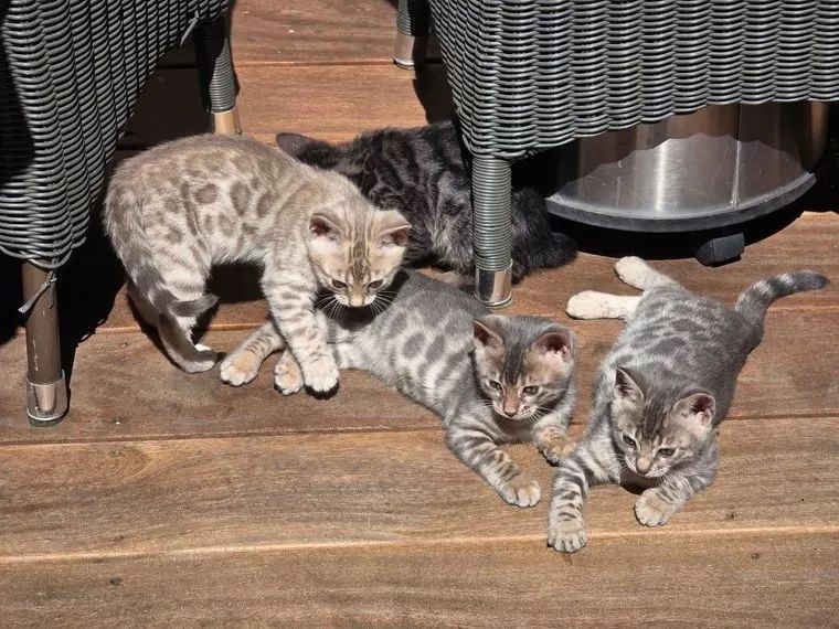 Reinrassiges Bengalkitten - abgabebereit!