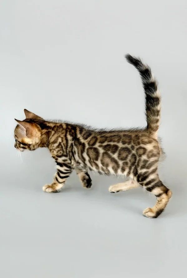 Bengalkitten mit Stammbaum, EU-Impfausweis