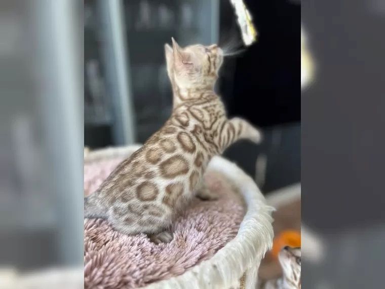 Bengal Kitten mit Stammbaum