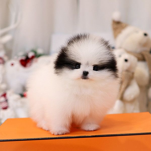 Reinrassige Pomeranian - Zwergspitz mit Ahnentafel