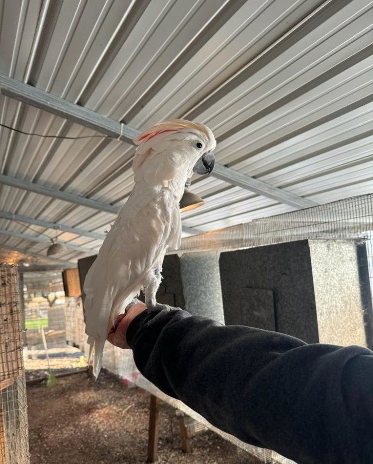 Molukkenkakadu zu verkaufen (Cacatua moluccensis)