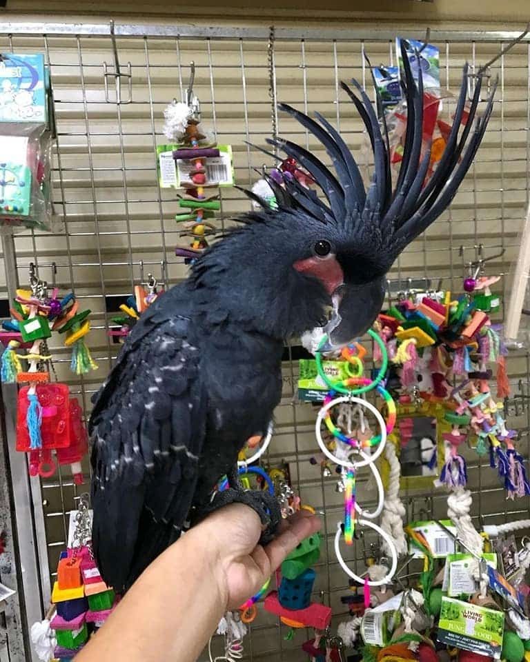 Palmkakadu  zu verkaufen ( Probosciger aterrimus )