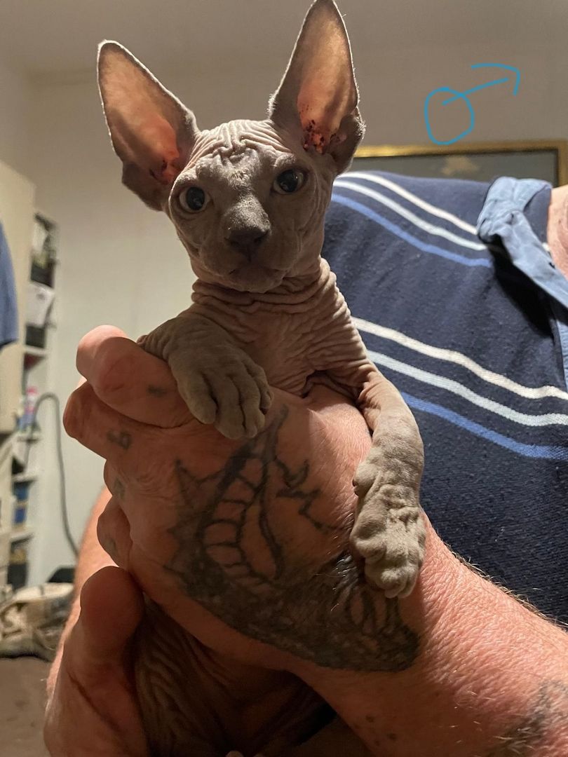 Sphynx Kitten