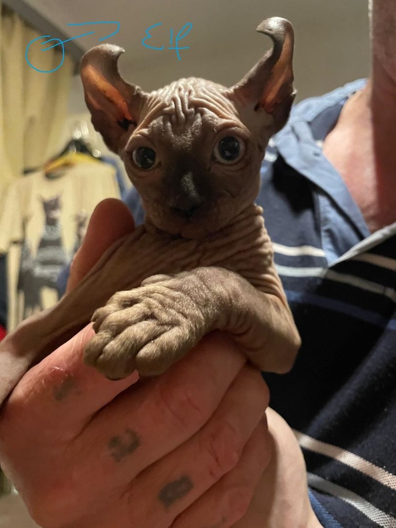 Sphynx Kitten