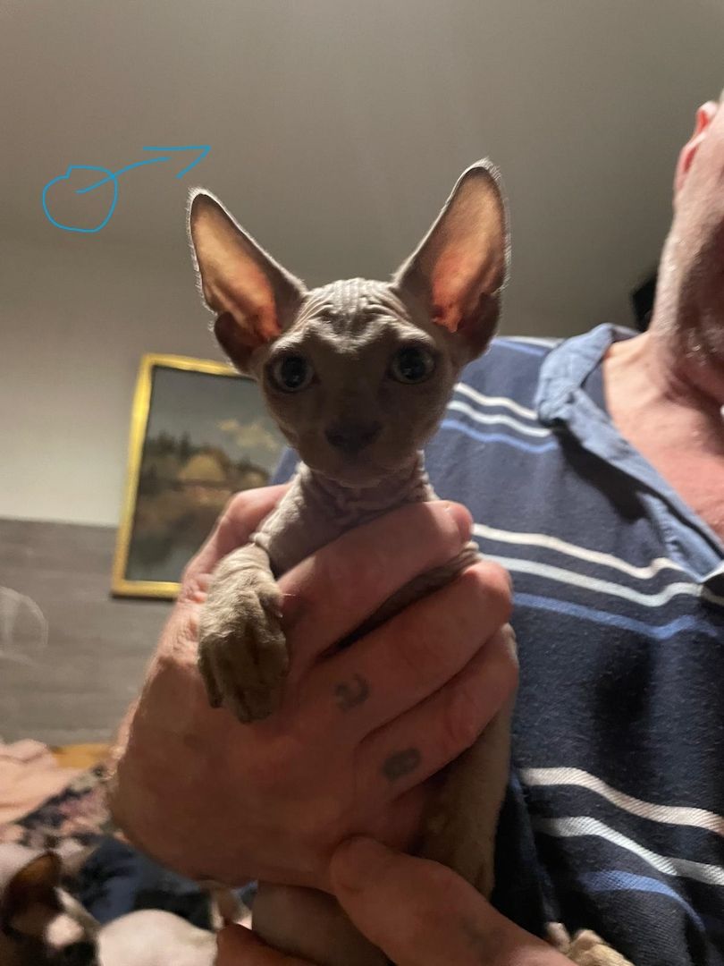 Sphynx Kitten