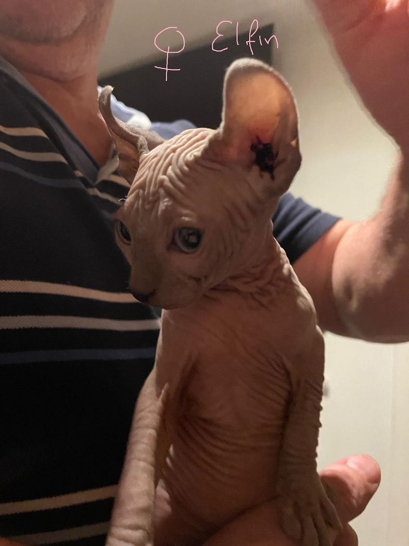 Sphynx Kitten