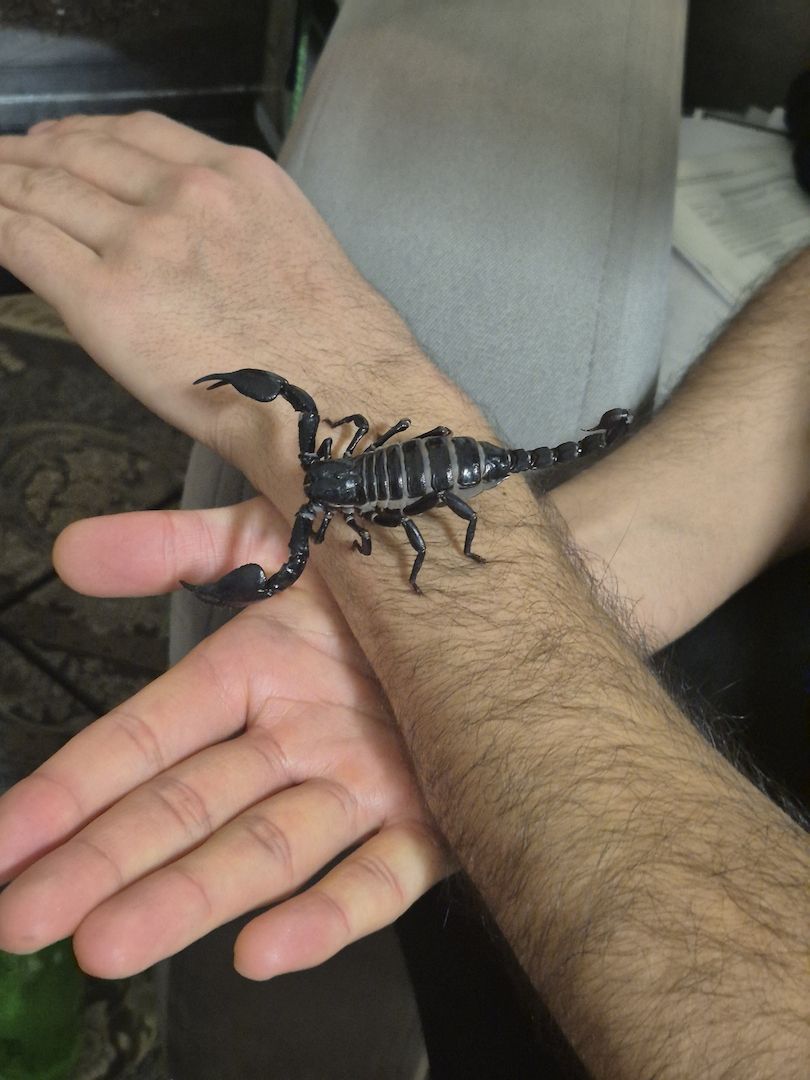 Skorpion schwarz