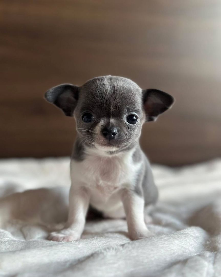 chihuahua