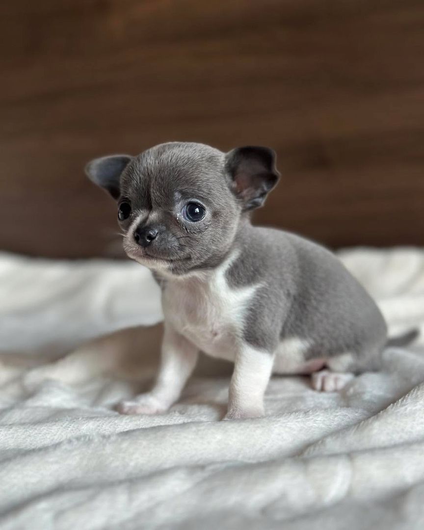 chihuahua