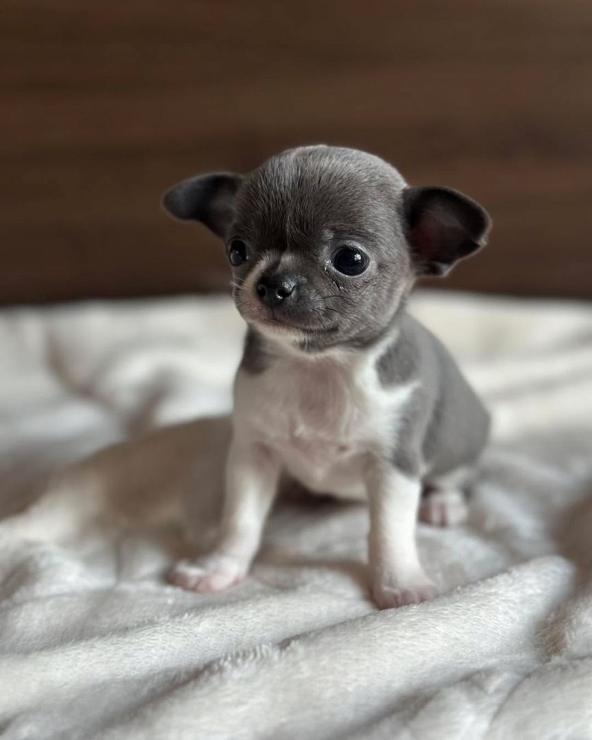 chihuahua