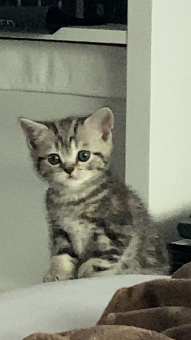 Reinrassige BKH Kitten in Tabby