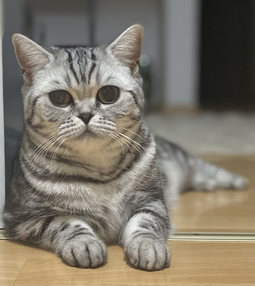 Reinrassige BKH Kitten in Tabby