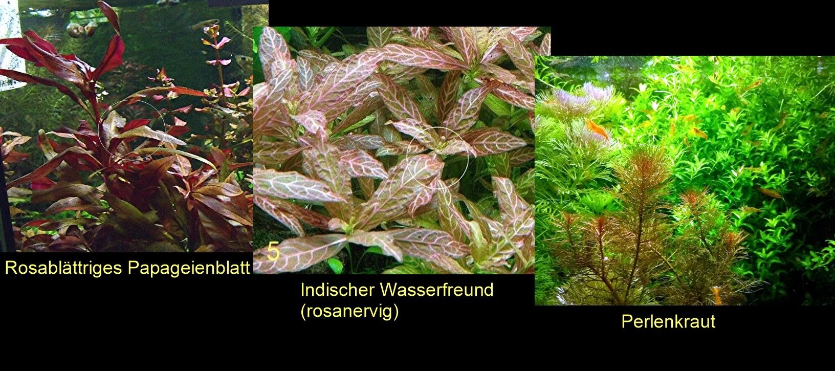 Rosabl. Papageienblatt, ind. Wasserfreund, Perlenkraut (ab 3€)