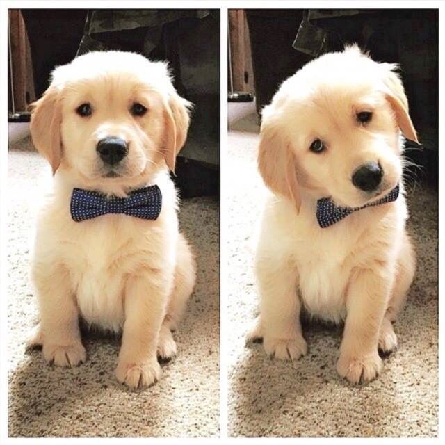 Wunderschöne Golden Retriever