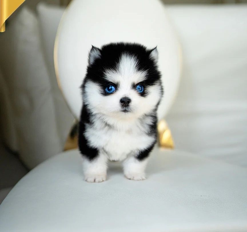 Kleine Pomsky Welpen
