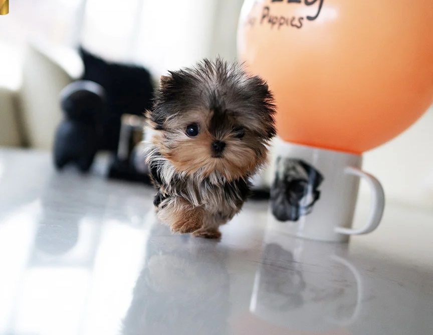 Kleinen Yorkshire Terrier Welpen