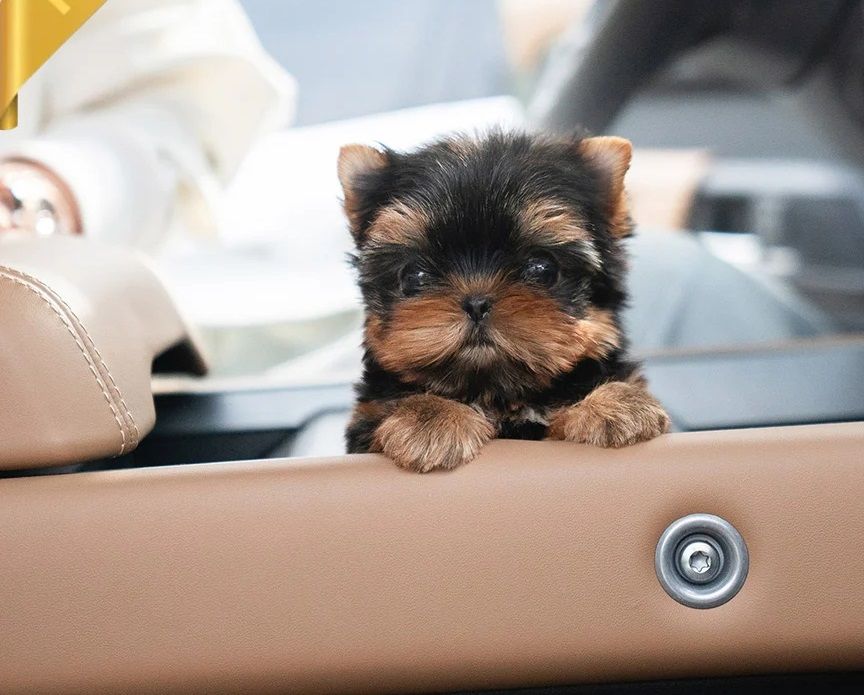 Süße Yorkie Welpen