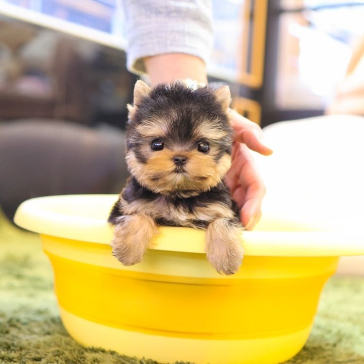 Süße Yorkshire Terrier Welpen