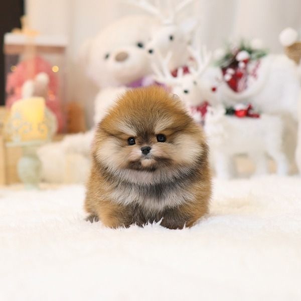 Wunderschöne Zwergspitz Pomeranian Welpen suchen ein liebevolles Zuhause
