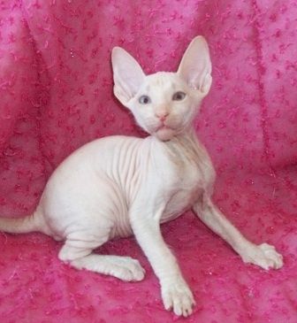 Canadian Sphynx Kitten – verspielt und verschmust