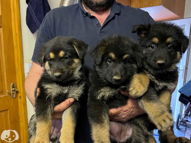 Deutsche Schäferhund-Welpen zu verkaufen.