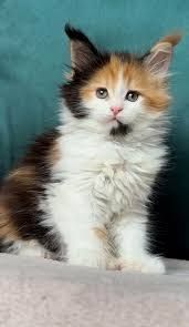 Liebevolle Maine Coon Kitten suchen ein fürsorgliches Zuhause 🐾