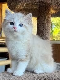 Liebevolle Maine Coon Kitten suchen ein fürsorgliches Zuhause 🐾
