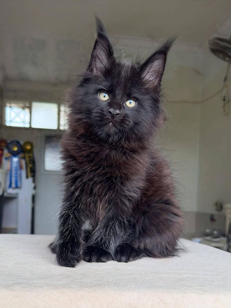 Liebevolle Maine Coon Kitten suchen ein fürsorgliches Zuhause 🐾