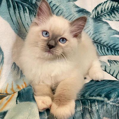 Liebevolle Ragdoll-Kitten aus familiärer