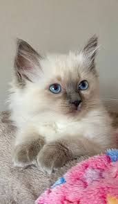 Liebevolle Ragdoll-Kitten aus familiärer