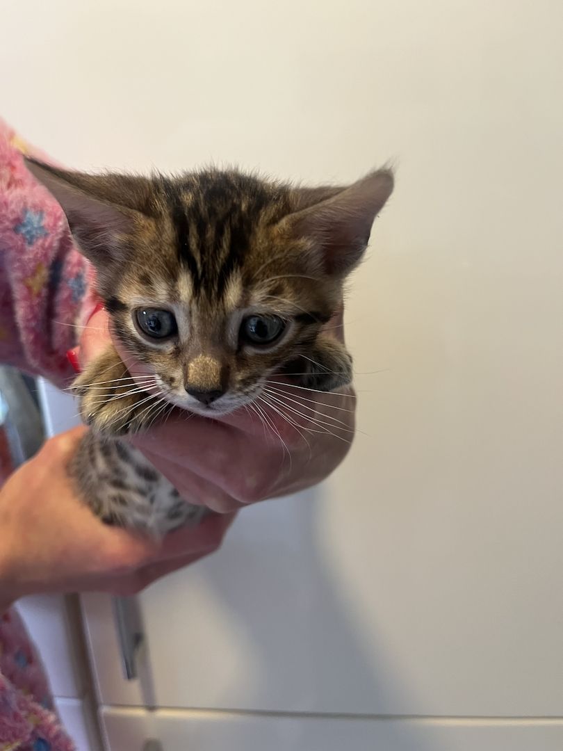 Exklusive Bengal Kitten mit traumhaftem Rosettenmuster – Abgabe ab Ende Juni