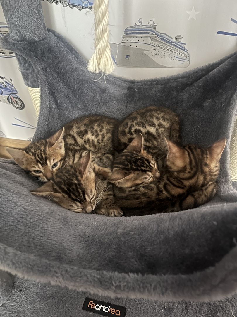 Exklusive Bengal Kitten mit traumhaftem Rosettenmuster – Abgabe ab Ende Juni