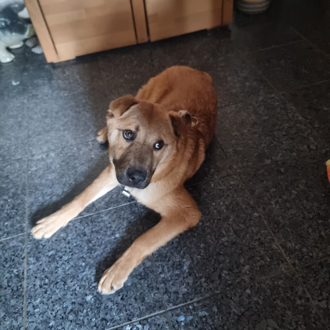Unser Sammy sucht eine Familie