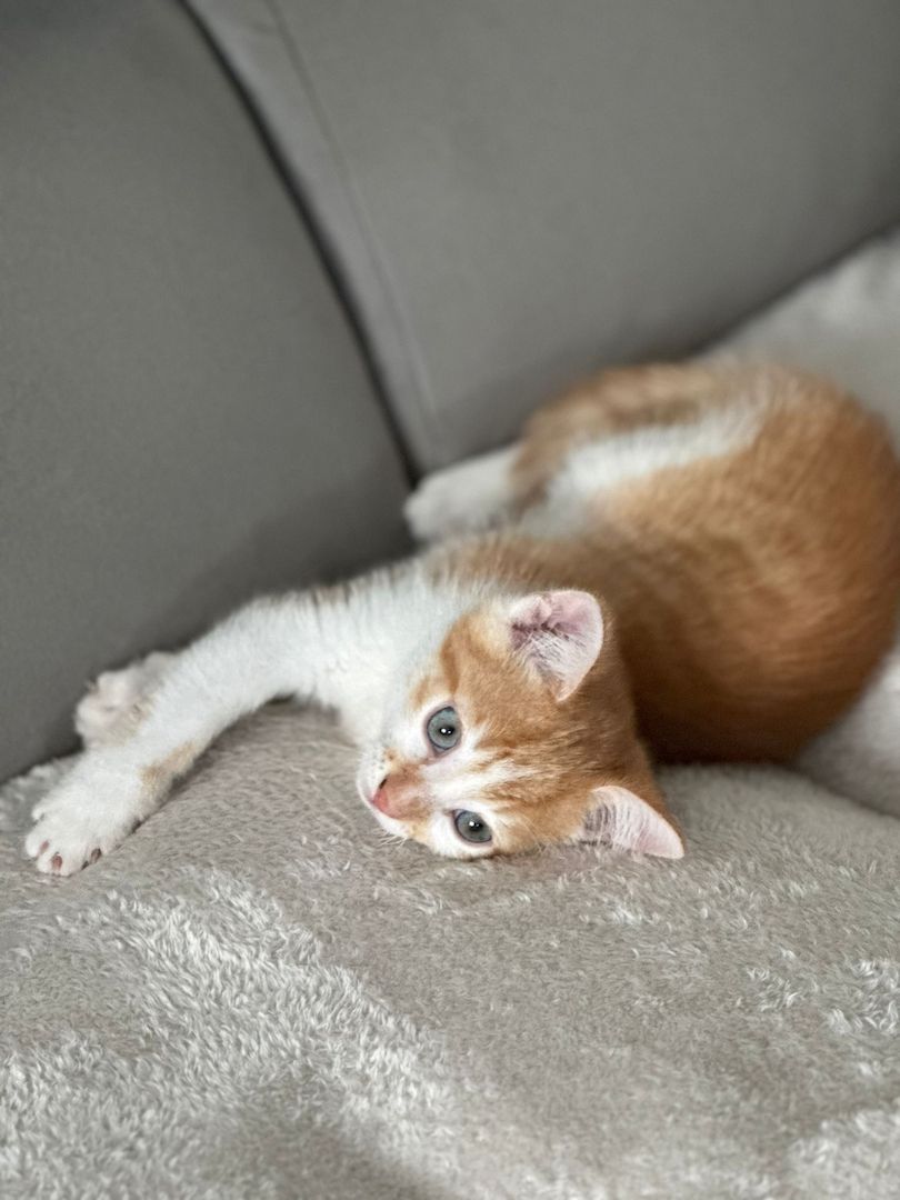 Babykatze zu verkaufen