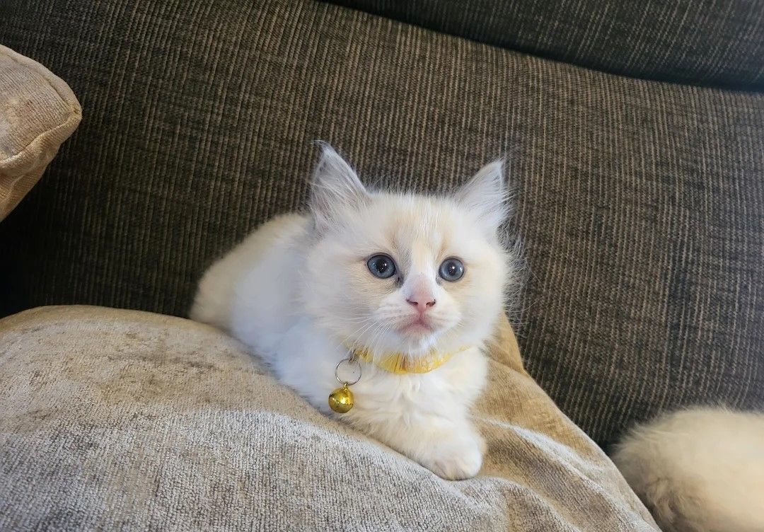 🐾 Wunderschöne Ragdoll-Kätzchen