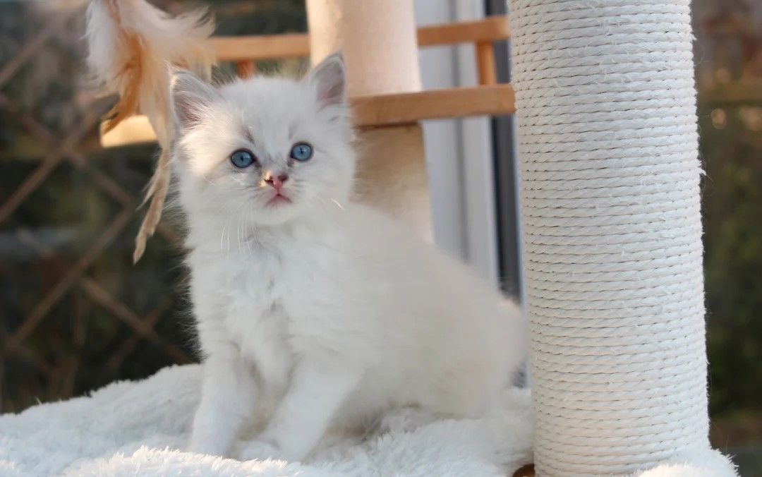 🐾 Wunderschöne Ragdoll-Kätzchen