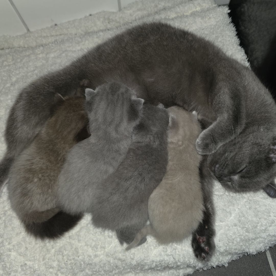 BKH Kittem abzugeben