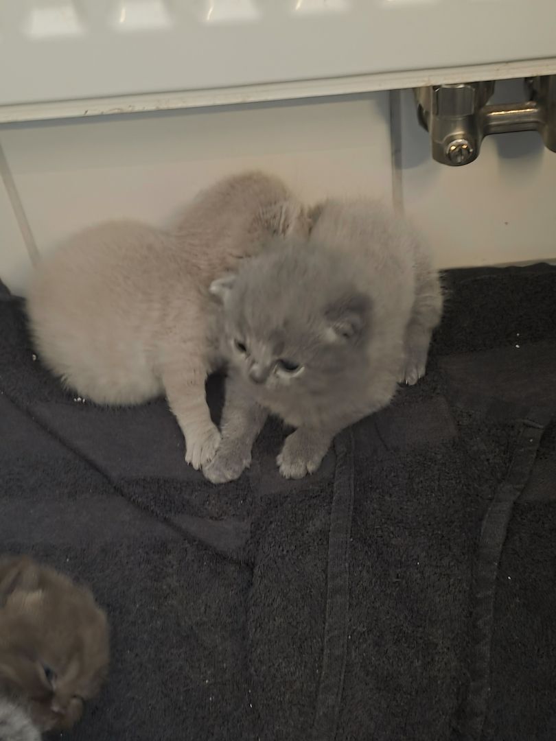 BKH Kittem abzugeben