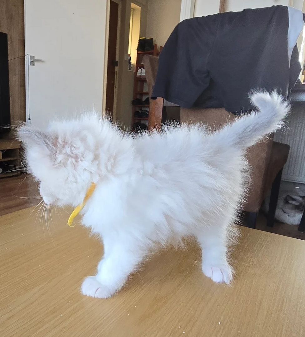 🐾 Wunderschöne Ragdoll-Kätzchen