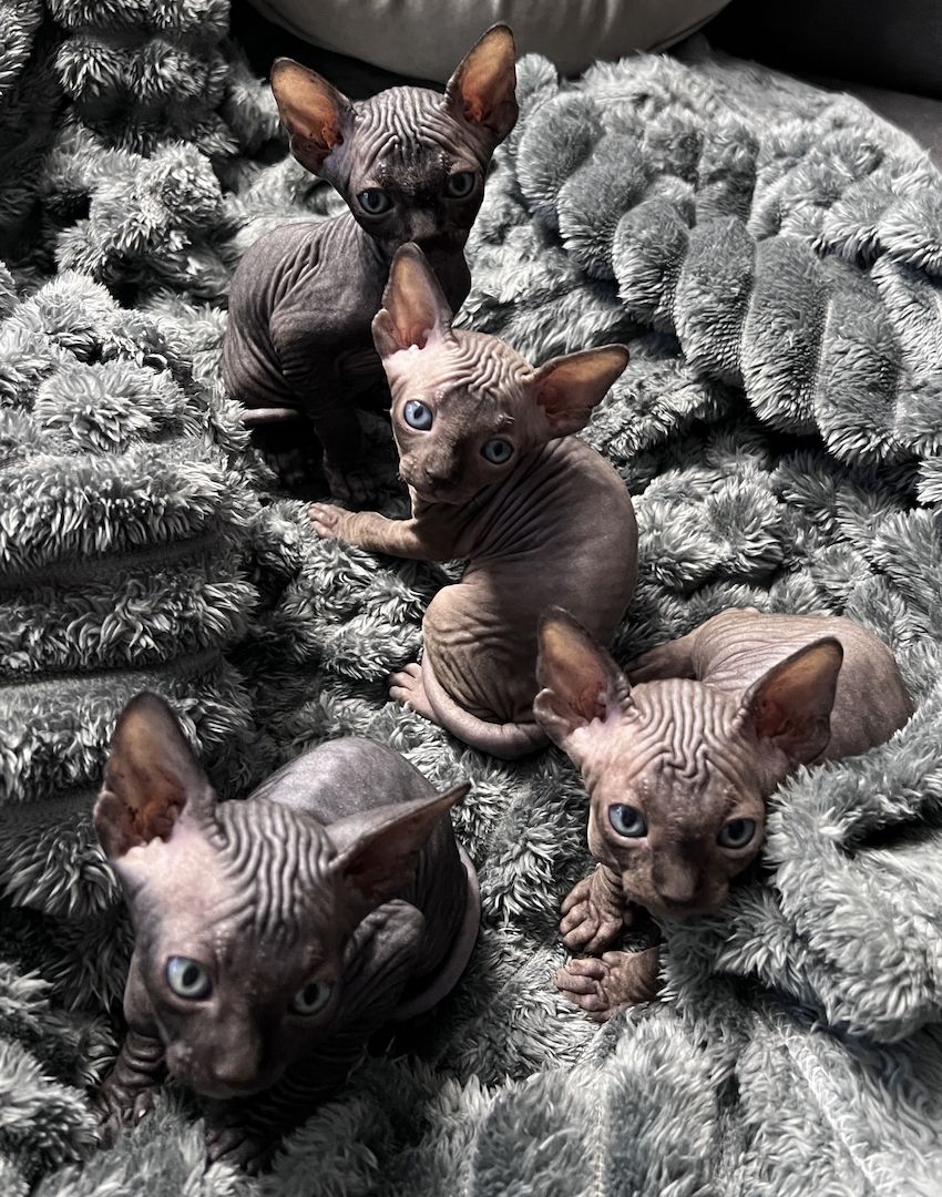 🐈‍⬛Reinrassige kanadische Sphynx Kitten-4 einzigartige 🥰❤️‍🔥Babys suchen liebevolles Zuhause 🐾🏡