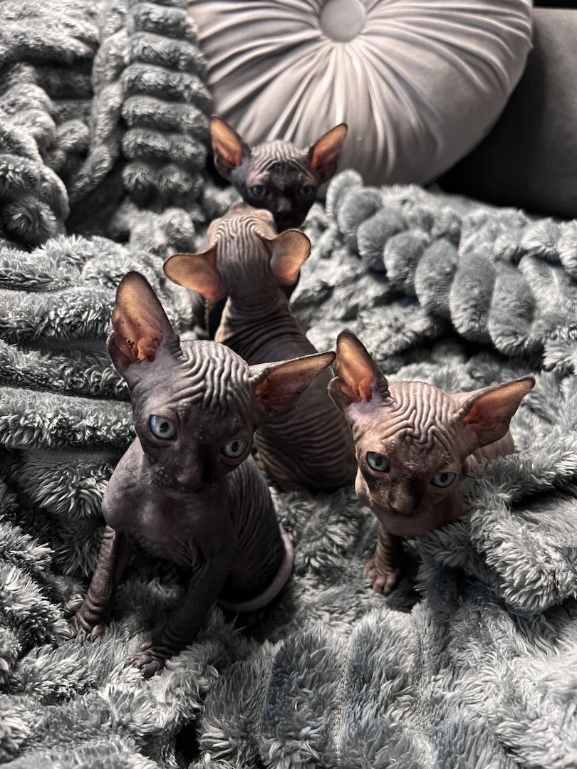 🐈‍⬛Reinrassige kanadische Sphynx Kitten-4 einzigartige 🥰❤️‍🔥Babys suchen liebevolles Zuhause 🐾🏡