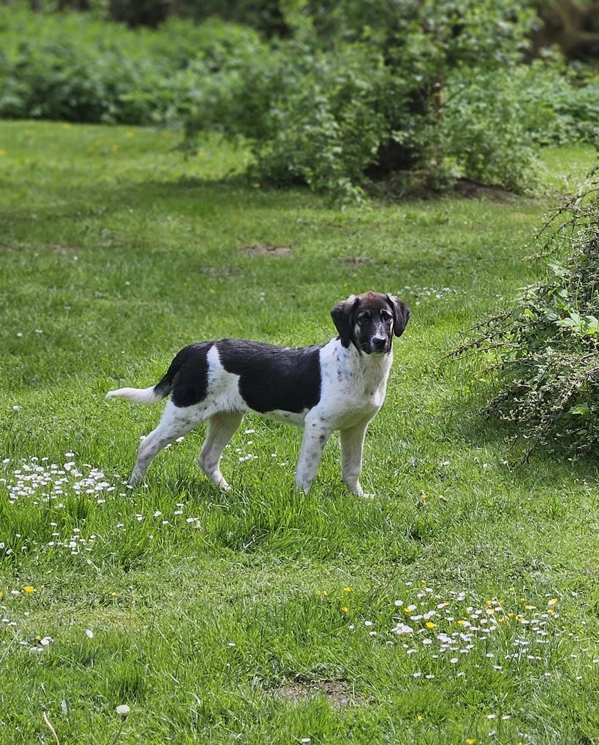 Welpe Bowie (Schon auf Pflegestelle in Deutschland :)