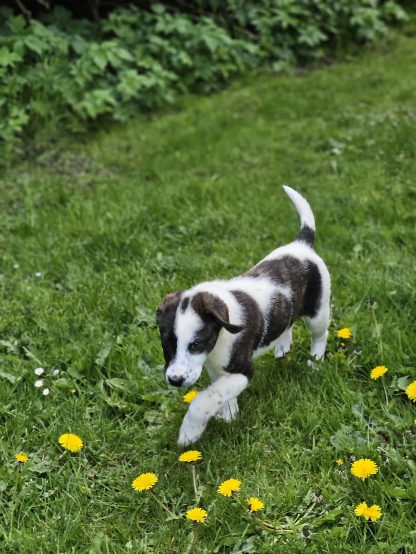 Welpe Lotti (Schon auf Pflegestelle in Deutschland :)