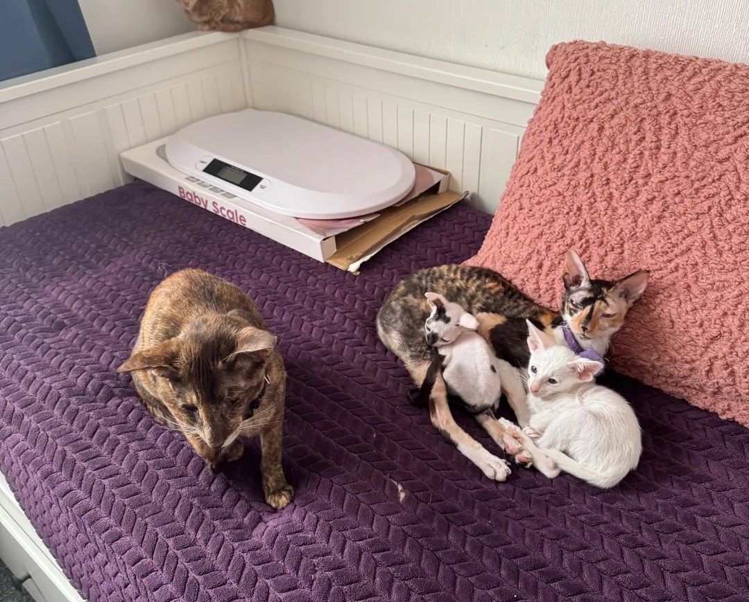 wunderschönen Cornish Rex-Kätzchen