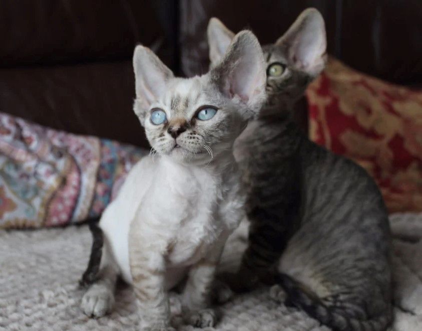 Devon Rex-Kätzchen zu verkaufen