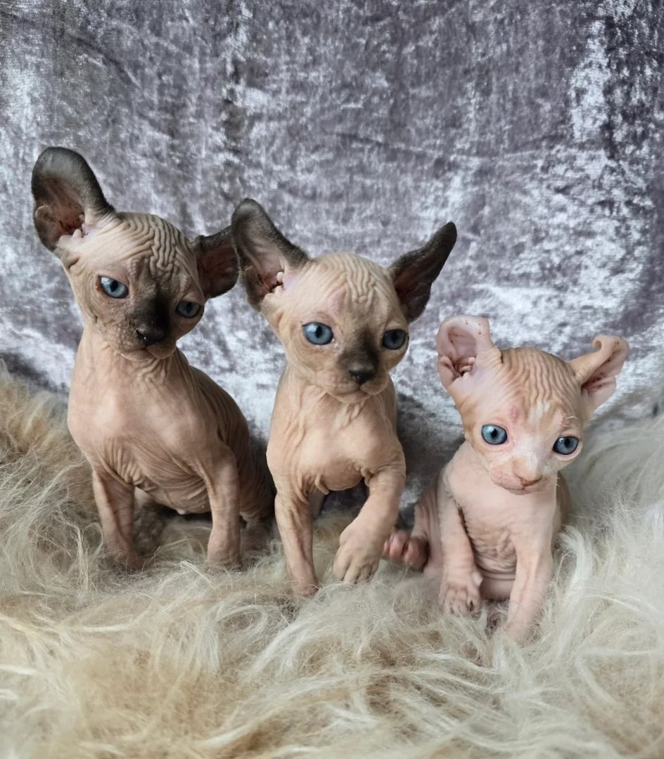 🌟 Sphynx-Kätzchen 🌟😸Gesundheitsgeprüft😸