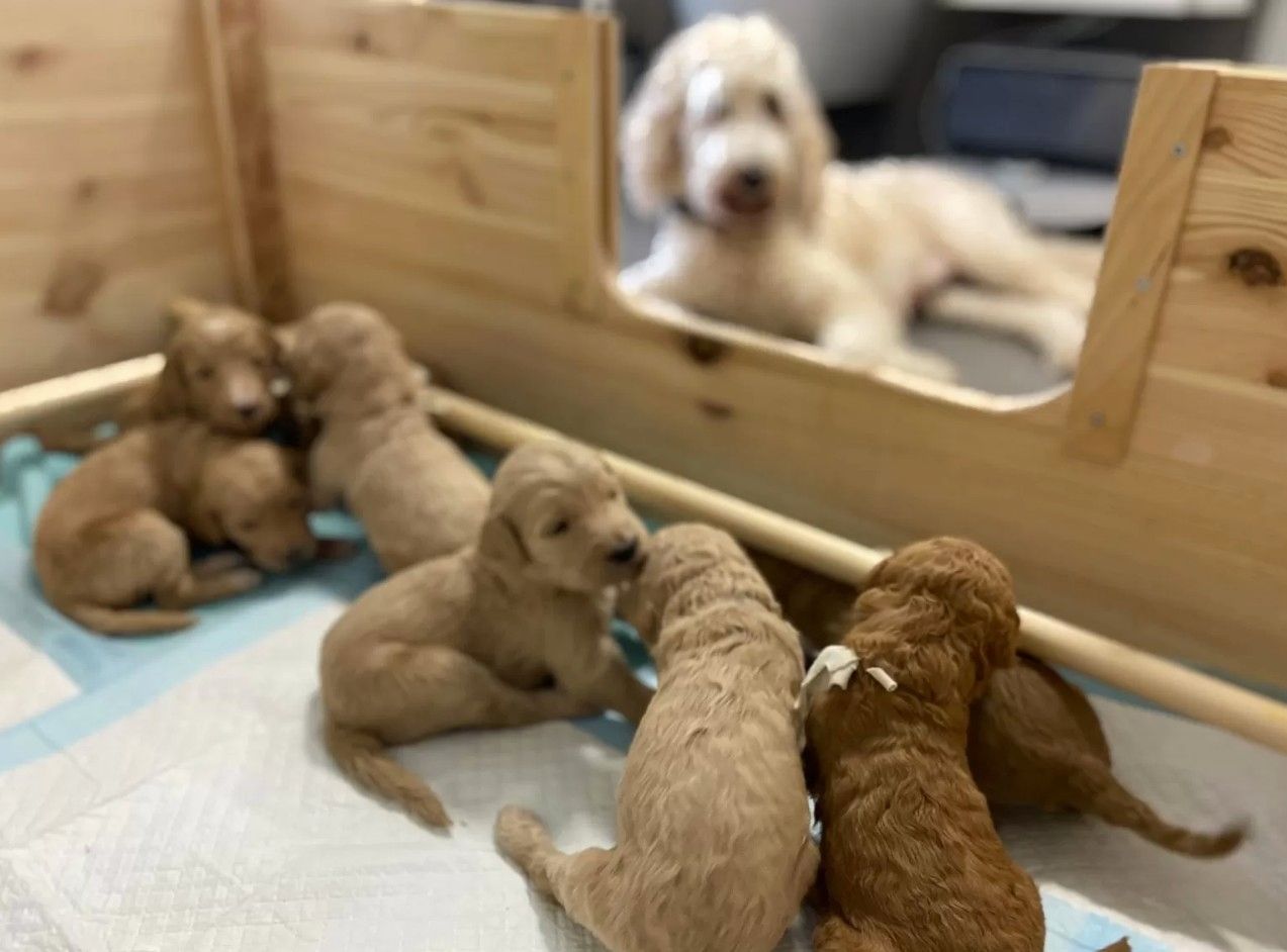 Goldendoodle F1b Welpen F1bb apricot, fawn hell dunkel