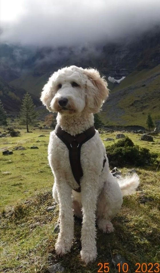 Goldendoodle F1b Welpen F1bb apricot, fawn hell dunkel