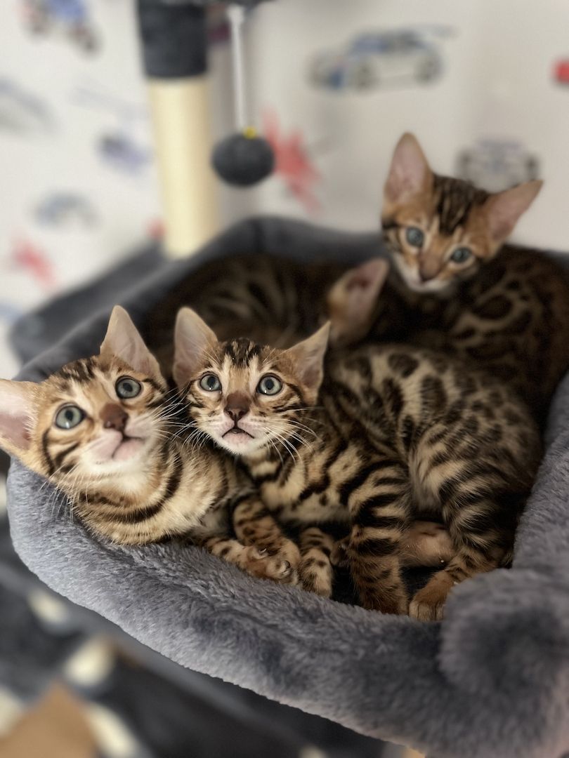 3 bengalische Mädchen suchen ein neues zu Hause