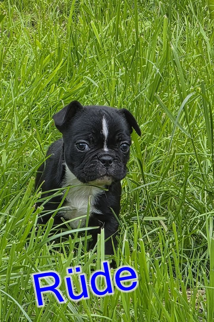 Französische Bulldoggen Welpen